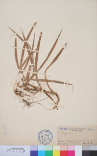 Specimen thumbnail